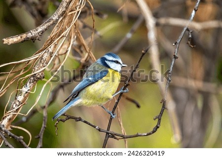 Similar – Foto Bild Neugierig schauende Blaumeise