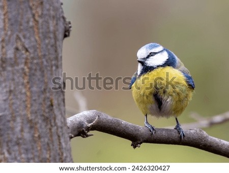 Similar – Foto Bild Neugierig schauende Blaumeise