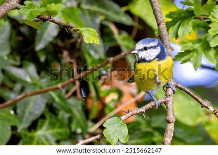 Similar – Image, Stock Photo blue tit on a branch near the bird feeder