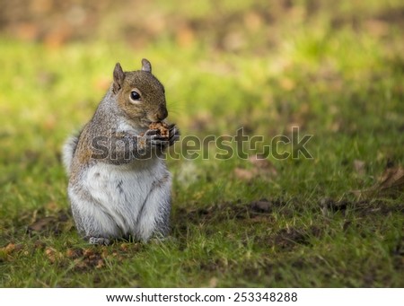Gray Squirrel spotted in National Botanic Gardens, Dublin, Ireland