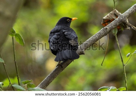 Image, Stock Photo Blackbird in a berry bush