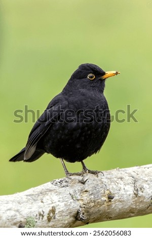 Similar – Image, Stock Photo Blackbird in a berry bush