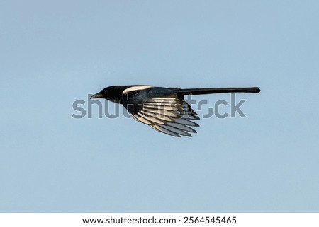 Similar – Image, Stock Photo Crows and magpie on the top sitting on big oak`s branches. Birds sit on a leafless branch against the evening blue sky with the moon. Silhouette of dry tree branches with birds and the moon. Winter season, night landscape, wallpaper, copy space