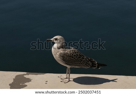 Foto Bild Silbermöwe am Hafen wartet auf Futter