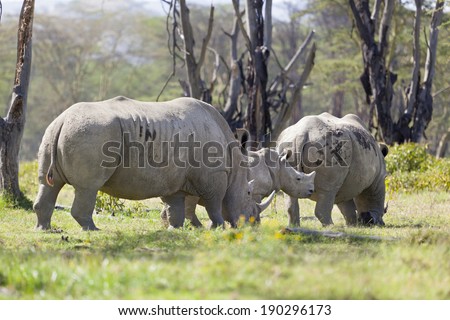 White Rhinoceros family in Nakuru National Park in Kenya.