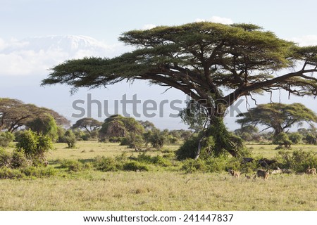 Kilimanjaro with snow cap seen from Amboseli National Park in Kenya with some baboons under a tree in the foreground.