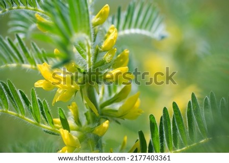 Astragalus close-up. Also called milk vetch, goat's-thorn or vine-like. Spring green background. Wild plant Foto stock © 