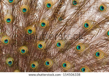 Male peacock displays fan of tail feathers against white background