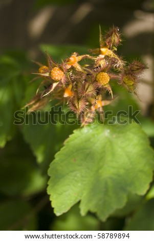 young raspberry plant