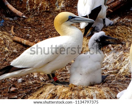 Similar – Image, Stock Photo Young gannet Environment