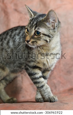 Tiger striped kitten