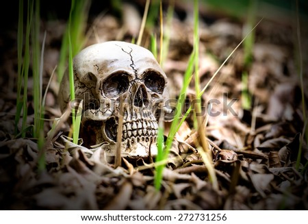 Solitary skull on the pile of dry leaves, still life style