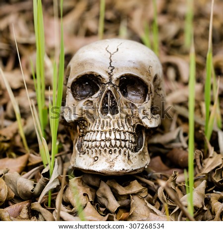 Solitary skull on the pile of dry leaves, still life and select focus style