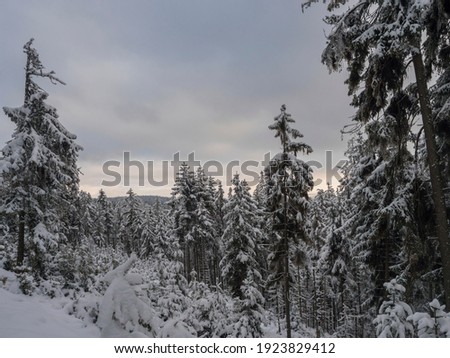 Similar – Foto Bild Verschneite Nadelbäume im Wald