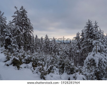 Similar – Foto Bild Verschneite Nadelbäume im Wald