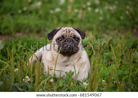 The cute pug sits on the grass in the summer Photo stock © 