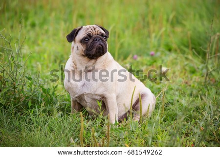 The cute pug sits on the grass in the summer Photo stock © 
