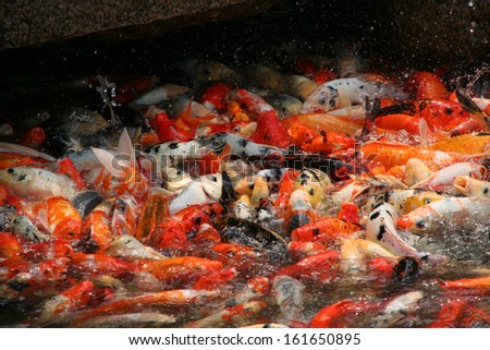 Swarm of koi carp fish at feeding time in a garden pond in China