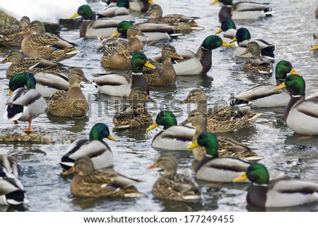 A large group of ducks, both male and female swimming in a river in winter with only central birds in focus