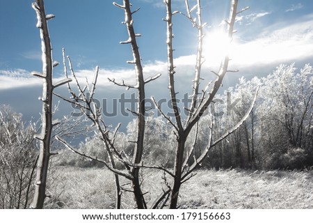 Winter landscape with sun shining through ice-covered branches in foreground and hoary blurred trees in background
