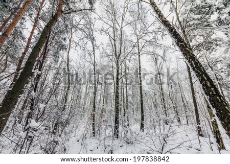 photo of winter forest,  stylized and filtered to look like an oil painting