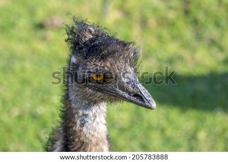 The head of a curious ostrich with orange eyes