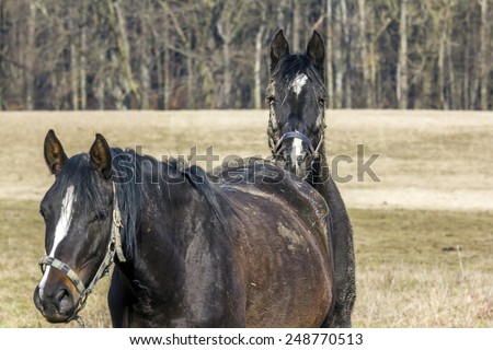Horse leaning its head on another horse\'s back with pasture in background. Second\'s horse\'s head in focus.