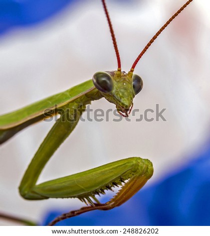 Close-up photo of a green  praying mantis from the front with head, antennae and prickly front legs