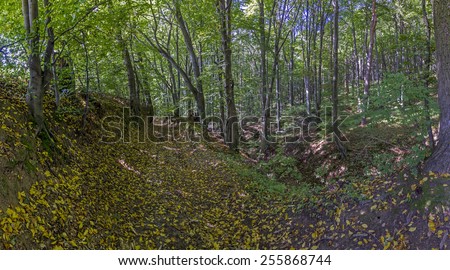 Early autumn forest  panorama  with a pathway running through a gorge and patches of light shining through the trees