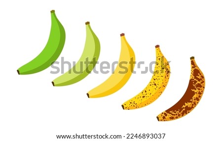 Banana ripeness fruit illustration green mature bad food. Banana ripe vector icon