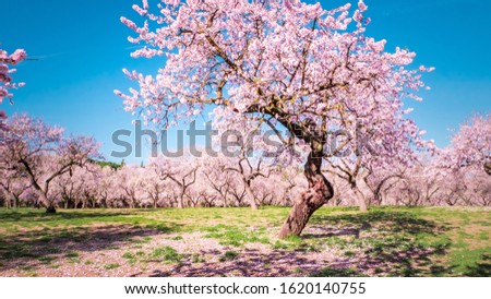 Almond Blossom Spring Trees Aerial View Panoramic Blooming Almond Trees Landscape