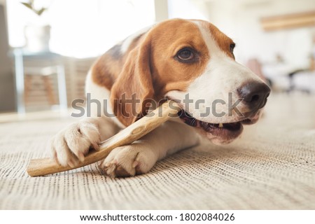 Similar – Foto Bild Ein Beagle liegt gemütlich vor dem Ofen