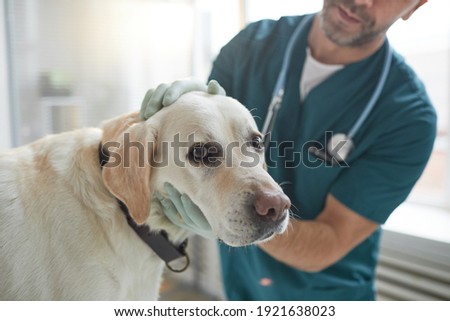 Similar – Foto Bild veterinärmediziner, der in der Klinik mit dem süßen kleinen Jack-Russell-Hund arbeitet. Trägt Schutzhandschuhe und Maske während der Quarantäne. Arzt, der die Pfoten bandagiert. Gesundheitspflege für Haustiere