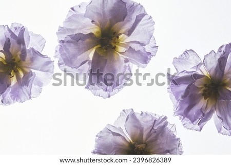 Similar – Image, Stock Photo Flower in the backlight. It looks like it has thorns.