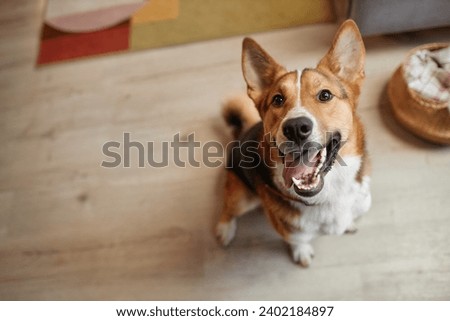Image, Stock Photo Smiling dog with tongue sticking out vector illustration with blue background. EPS10 vector