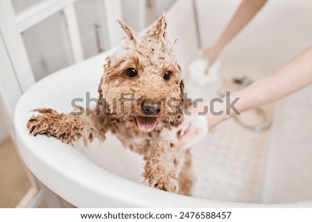 Similar – Image, Stock Photo Woman washing purebred puppy in bathroom