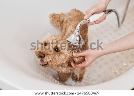 Similar – Image, Stock Photo Woman washing purebred puppy in bathroom