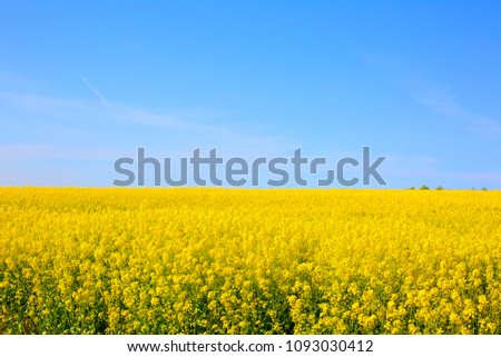 Similar – Image, Stock Photo rape blossom