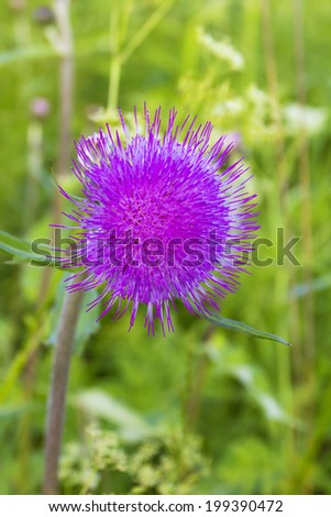 thistle flower on green field