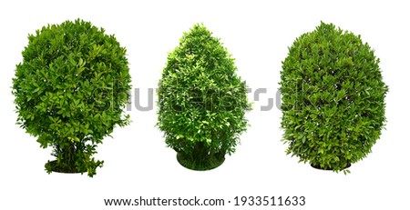Bush, Dwarf trees, ornamental trees, shrubs.,
Siamese rough bush, pruning tree for garden decoration. 
Total of 3
Isolated on white background and clipping path. Stockfoto © 
