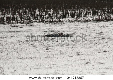 Similar – Image, Stock Photo Dead swan on ice with roses I