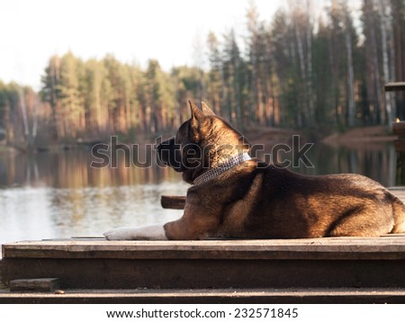 big dog lying on the pier