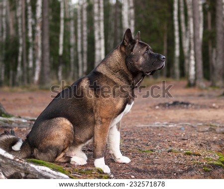 big dog sitting in the forest