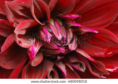 Macro Flower