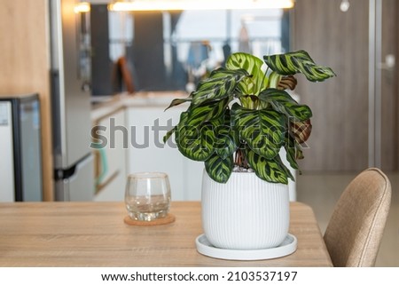 Similar – Image, Stock Photo Calathea makoyana leaf closeup