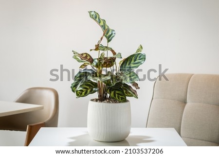 Similar – Image, Stock Photo Calathea makoyana leaf closeup