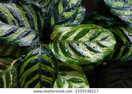 Similar – Image, Stock Photo Calathea makoyana leaf closeup