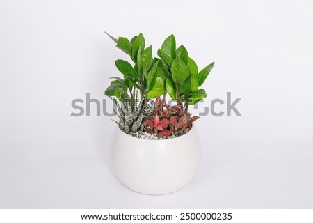 Similar – Foto Bild Fittonia Zimmerpflanze mit Copy Space