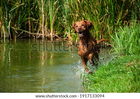 Similar – Image, Stock Photo Hungarian shorthaired dog