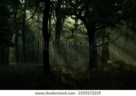 Similar – Image, Stock Photo Oak leaf melancholic and dreary in November